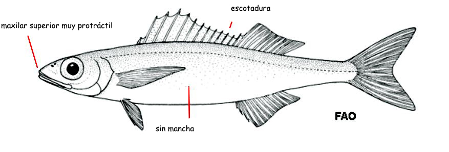 Centracanthus cirrus_001.jpg